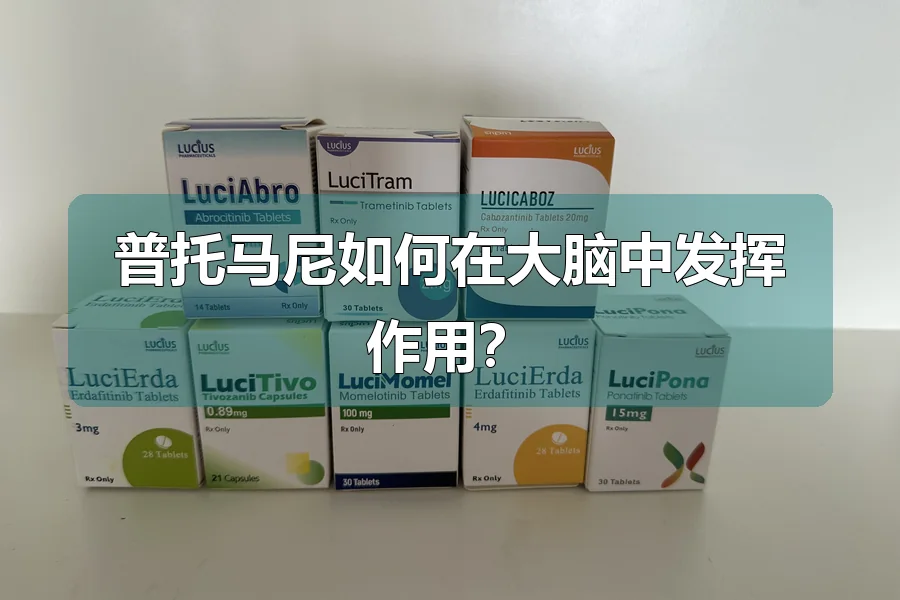 普托马尼如何在大脑中发挥作用？